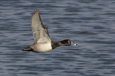 Ring-necked Duck