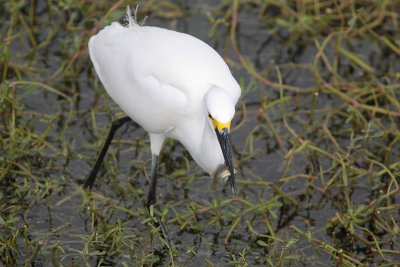 Snowy Egret w/fish