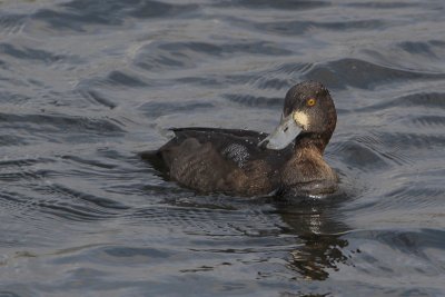 Lesser Scaup