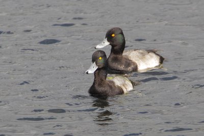 Lesser Scaup