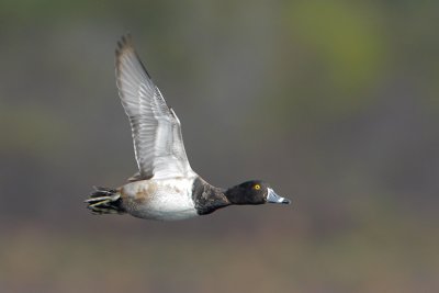 Ring-necked Duck