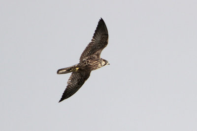 Peregrine Falcon