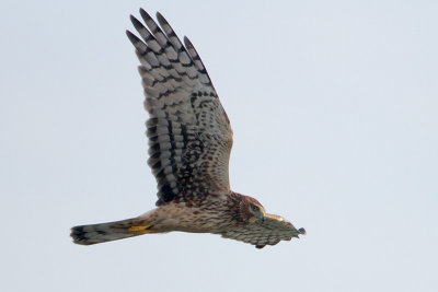 Northern Harrier