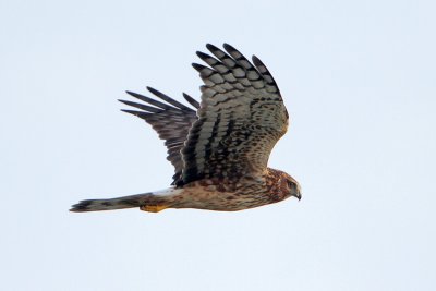 Northern Harrier