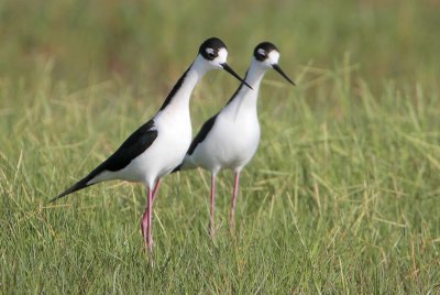 Black-necked Stilt