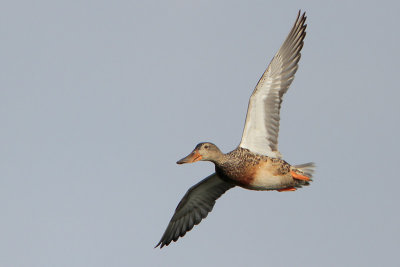 Northern Shoveler