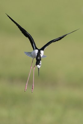 Black-necked Stilt