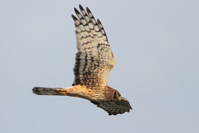 Northern Harrier