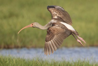 White Ibis