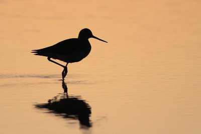 Greater Yellowlegs