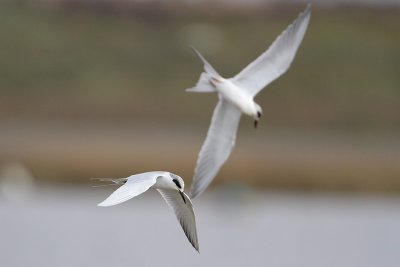 Forster's Tern