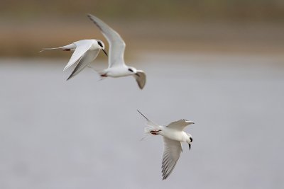 Forster's Tern