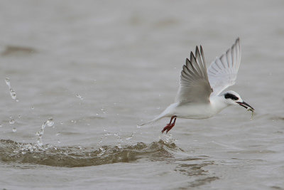 Forster's Tern