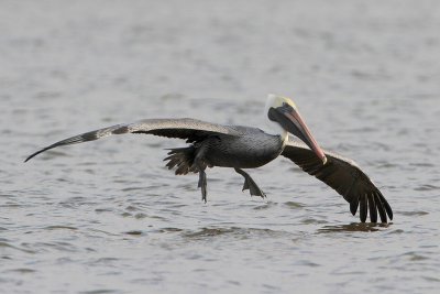 Brown Pelican