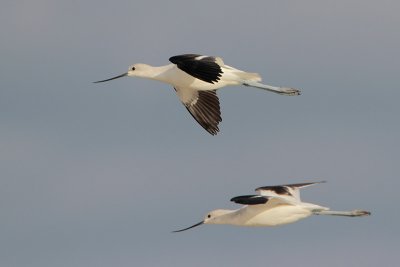 American Avocet