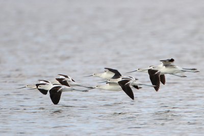 American Avocet