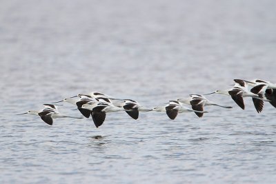 American Avocet