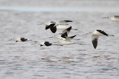 American Avocet