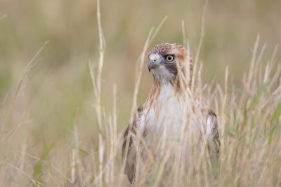 Red-tailed Hawk