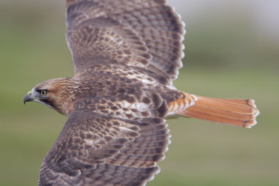 Red-tailed Hawk