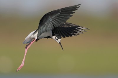 Black-necked Stilt