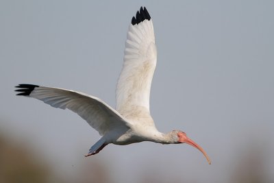 White Ibis