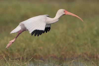 White Ibis