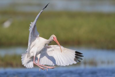 White Ibis