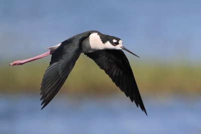 Black-necked Stilt