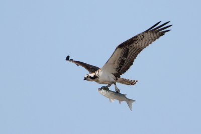 Osprey