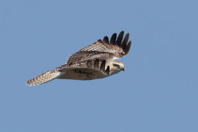 Red-tailed Hawk