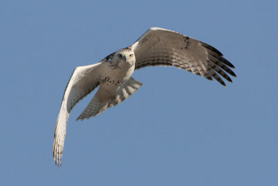 Red-tailed Hawk