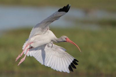 White Ibis