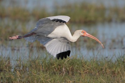 White Ibis