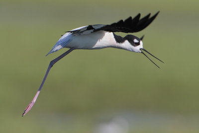 Black-necked Stilt