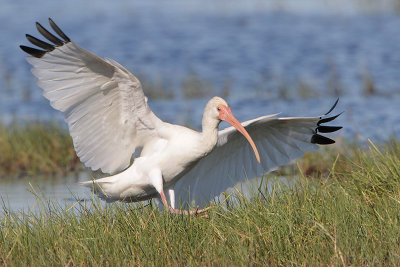 White Ibis