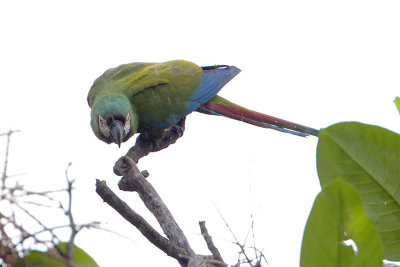 Chestnut-fronted Macaw