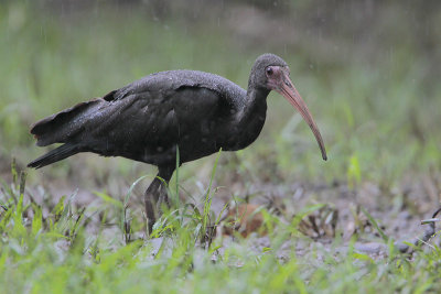 Bare-faced Ibis