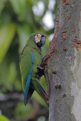 Chestnut-fronted Macaw