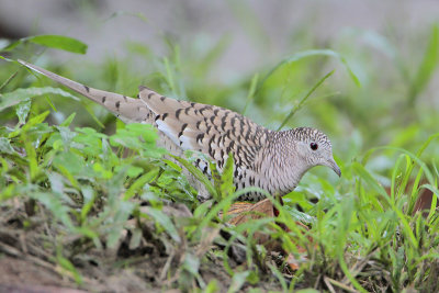 Scaled Dove