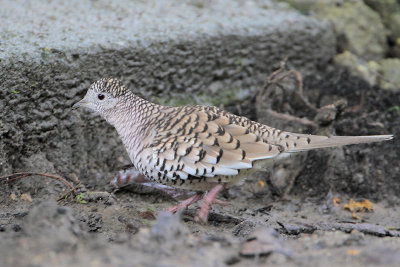 Scaled Dove