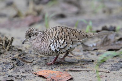 Scaled Dove