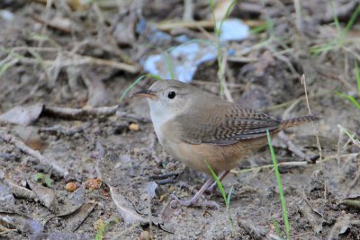 House Wren