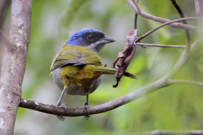 Blue-capped Tanager