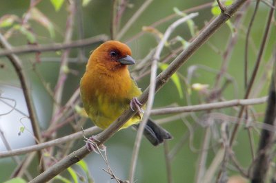 Ochre-bellied Brush-Finch