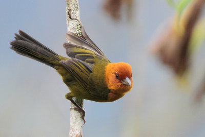 Ochre-bellied Brush-Finch