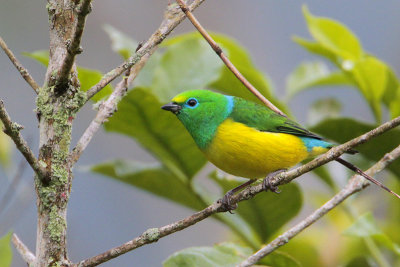 Blue-naped Chlorophonia