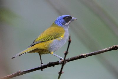 Blue-capped Tanager