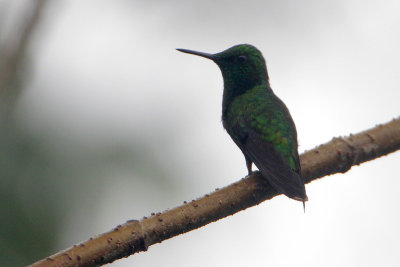 Green-tailed Emerald