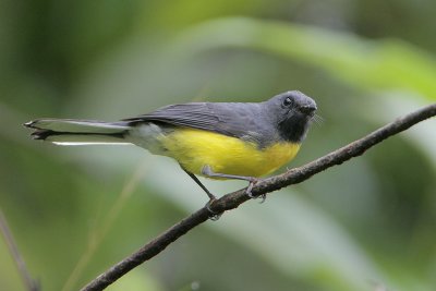 Slate-throated Redstart